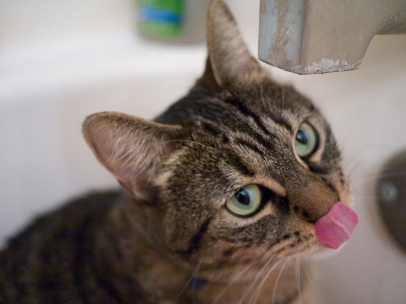 Cat Tongue A cat drinking water